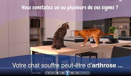 arthrose_chat_salle_dattente.jpg