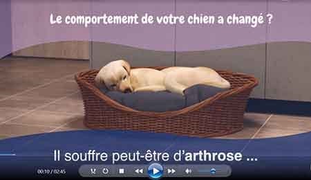 arthrose_chien_salle_dattente.jpg